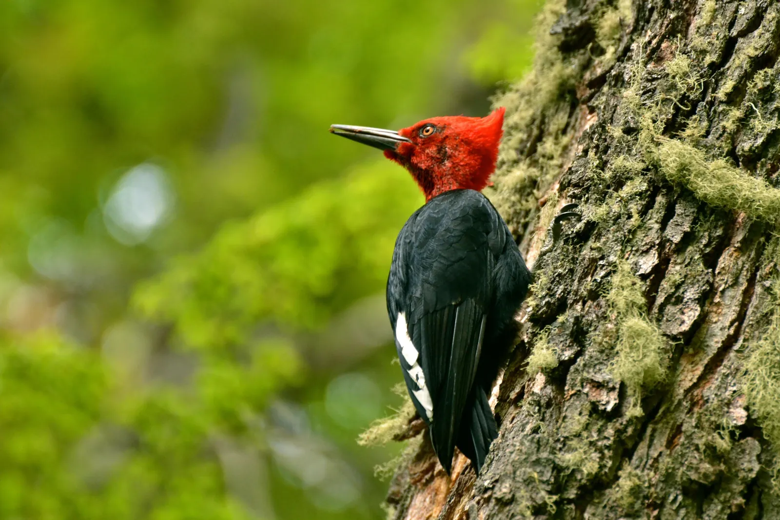 Magellanic woodpecker with its red head on a mossy trunk