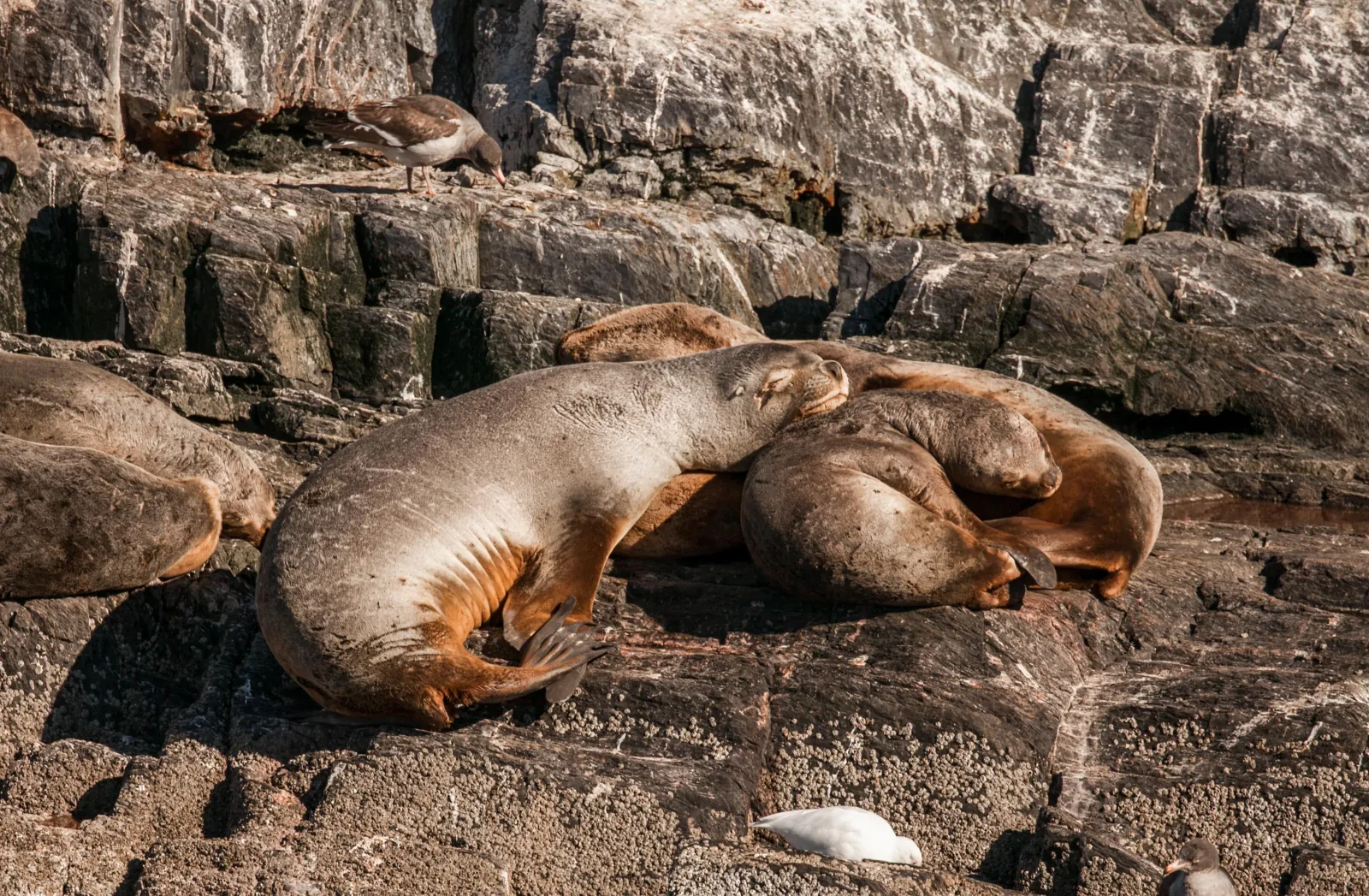 South American sea lions resting on rocks in the Beagle Channel