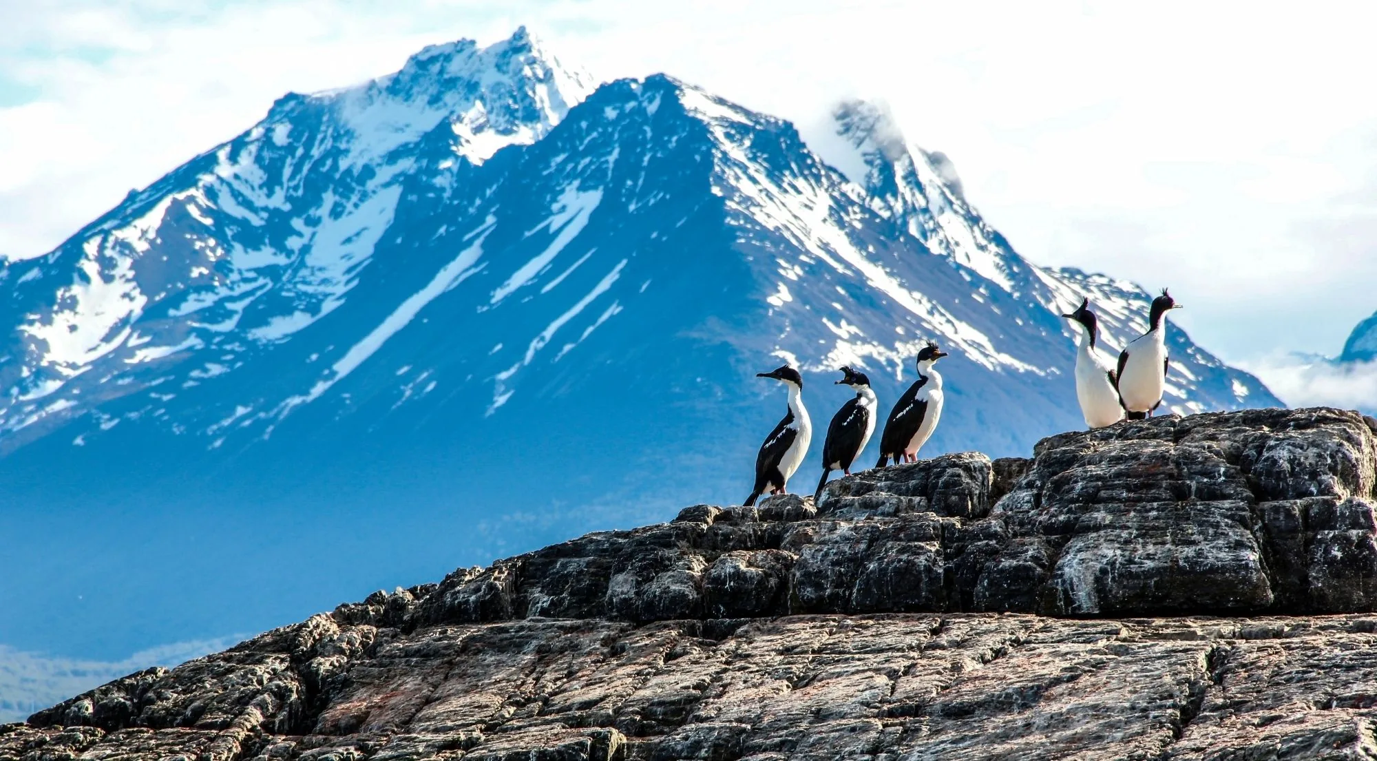 Cormorants standing on dark rocks with a snowy mountain behind